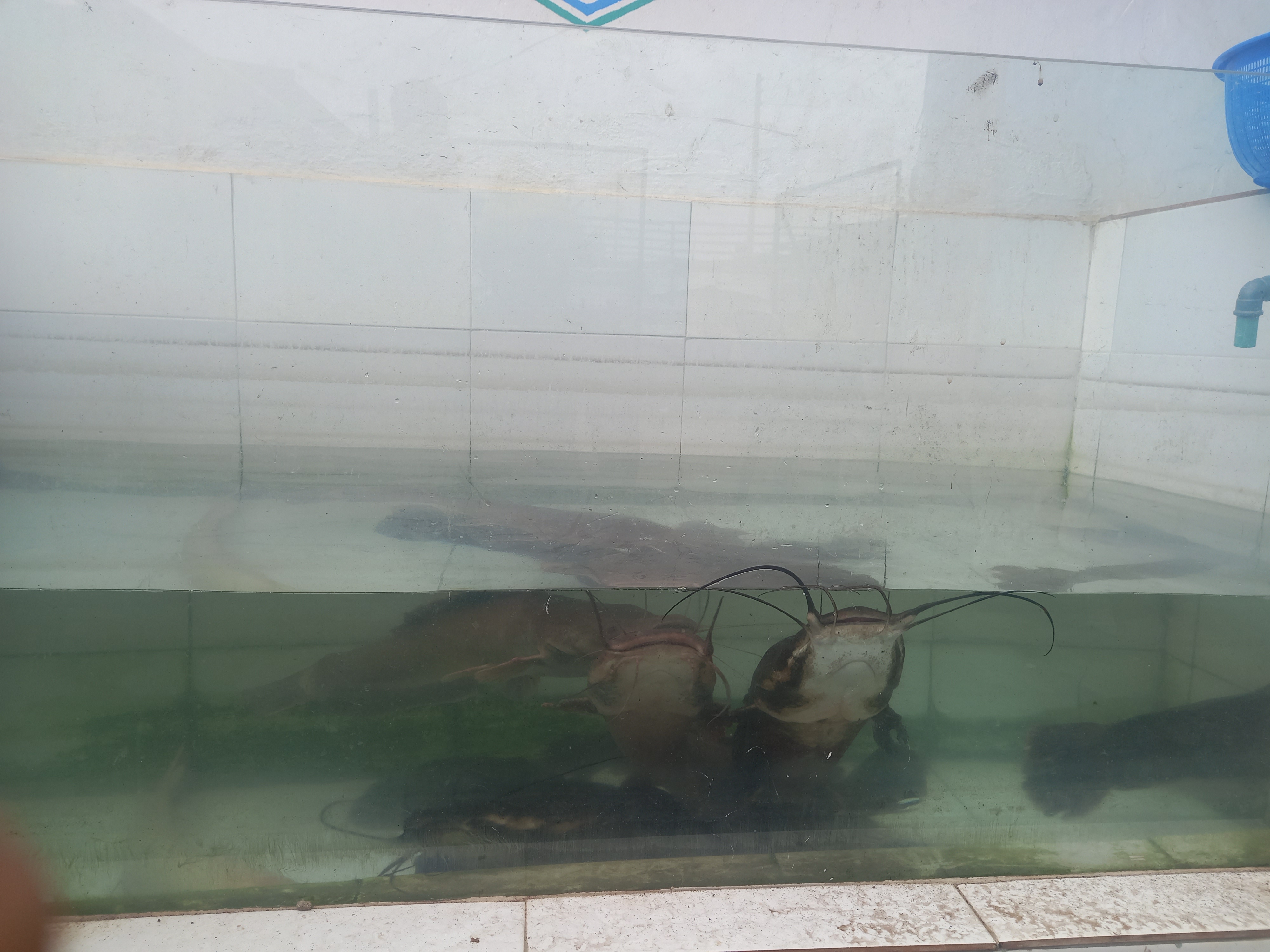 Tiger Prawn