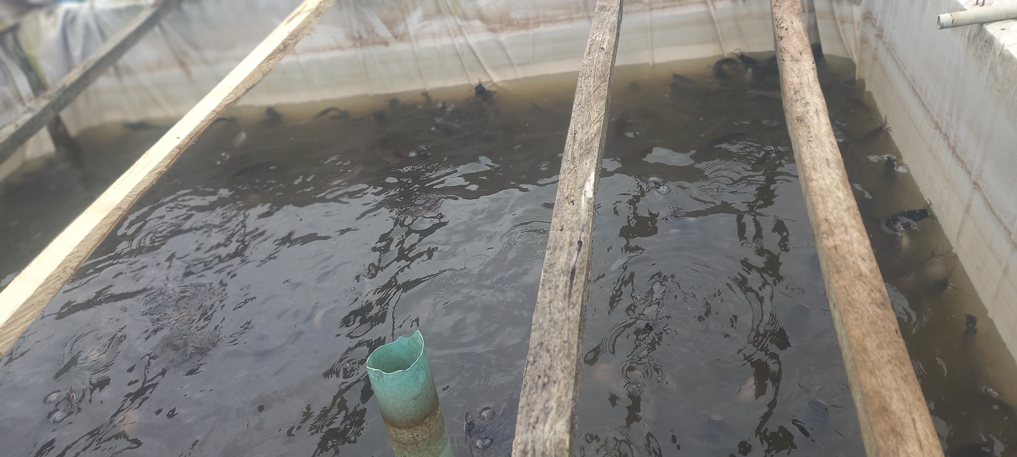 Atlantic Salmon